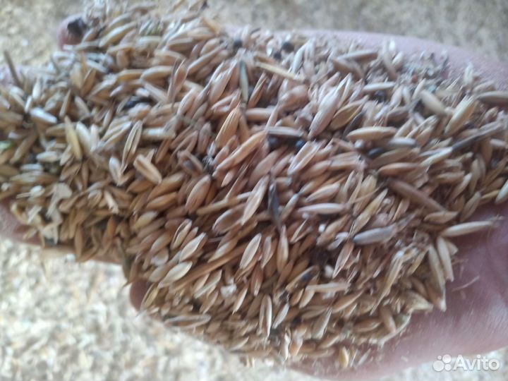 Овсяные отходы насыпью