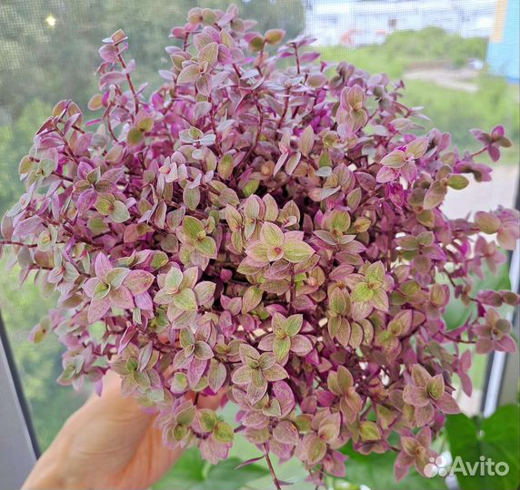 Каллизия