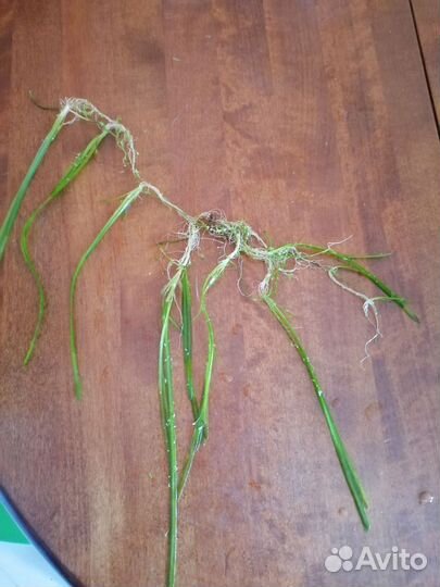 Аквариумные рыбки и растения