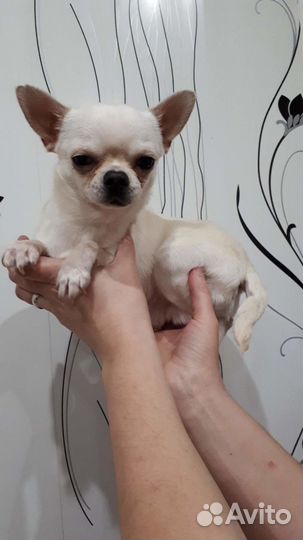 Вязка чихуахуа, не продажа