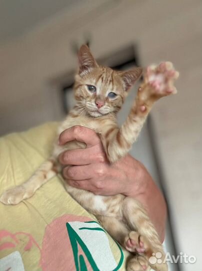 Ищем дом для Персика