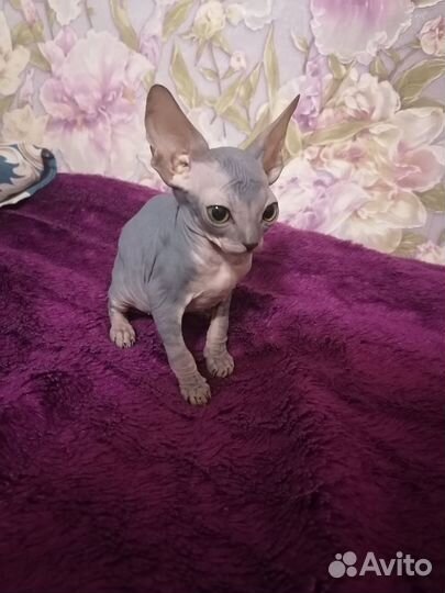 Продаем котят сфинксов, 3 месяца