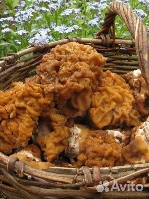 Грибы сморчки, строчки
