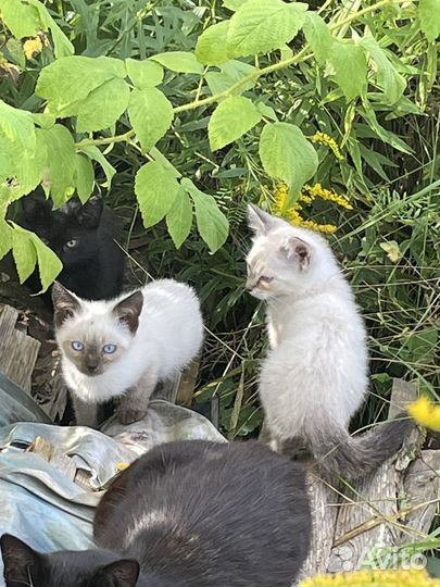 Котята в добрые руки даром