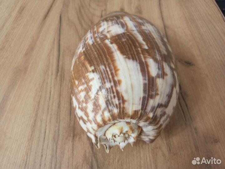 Морская раковина