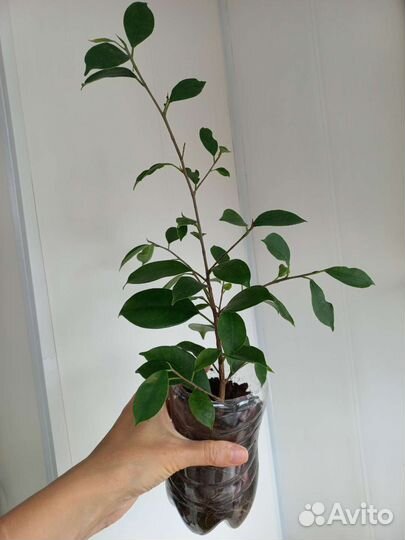 Фикус микрокарпа мокламе