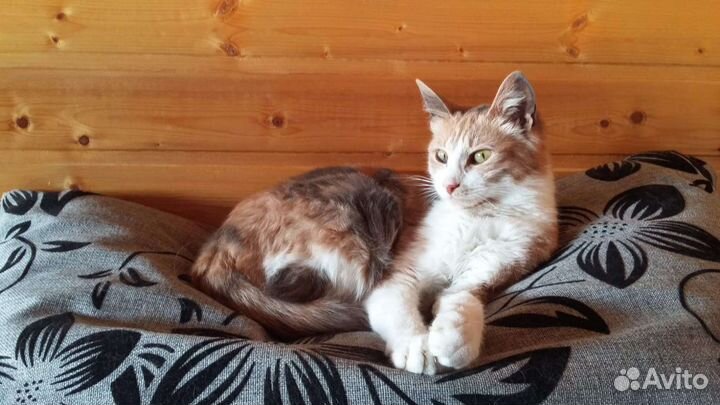 Похищена Кошка