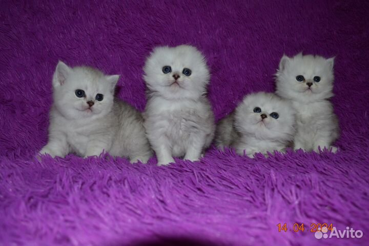 Шотландские котята