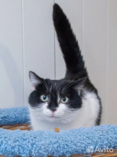 Кошка в дар в добрые руки здорова стерилизована