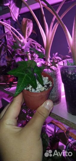 Плющ хедера