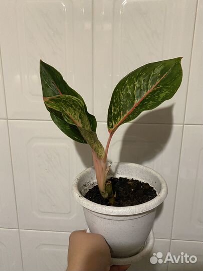 Аглаонема парадайз ред