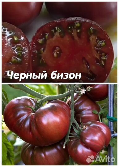 Рассада коллекционных томатов