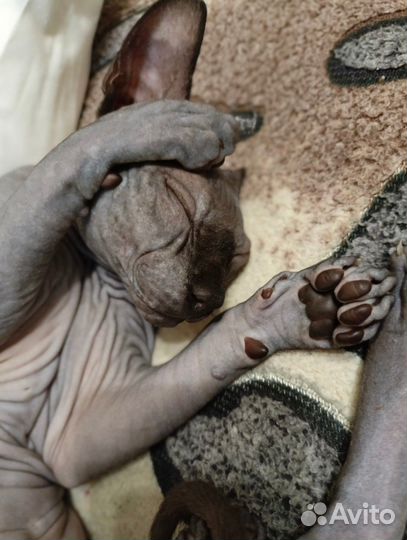 Продам сфинксика