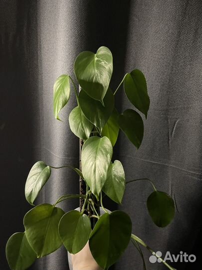 Монстера альба мини вар