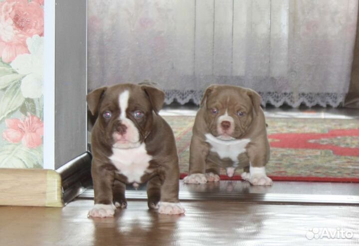 Щенки Американского Булли