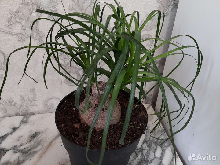 Бокарнея нолина