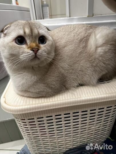 Кот Шотландский вислоухий