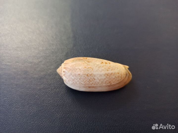 Морская раковина