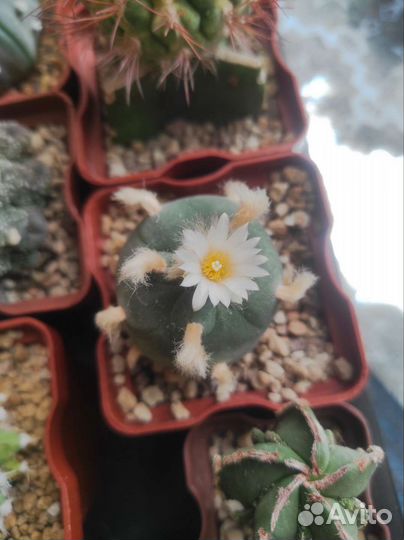 Кактус anhalonium