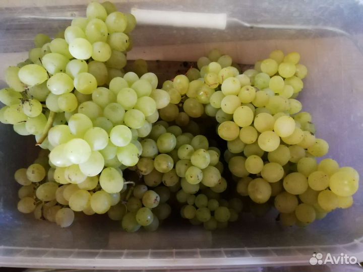 Время сажать виноград