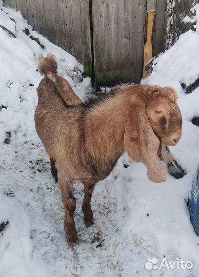 Продаются Камори-Нубийские козочки