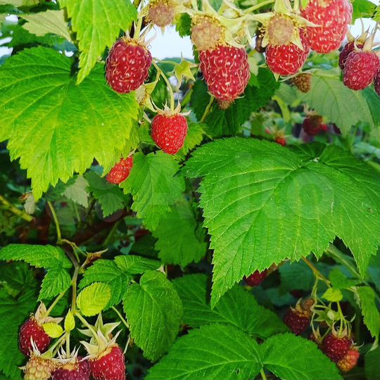 Участок 6 сот. (СНТ, ДНП)