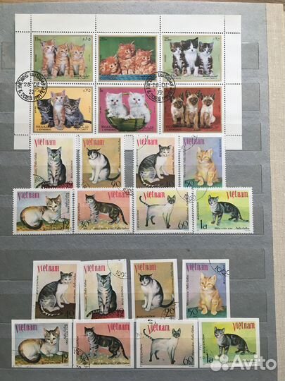 Кошки и котята