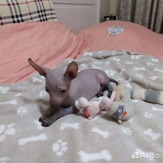 Ксолоитцкуинтли миниатюра щенки