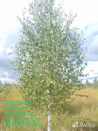Береза готовая к посадке