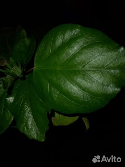 Гибискус китайская роза