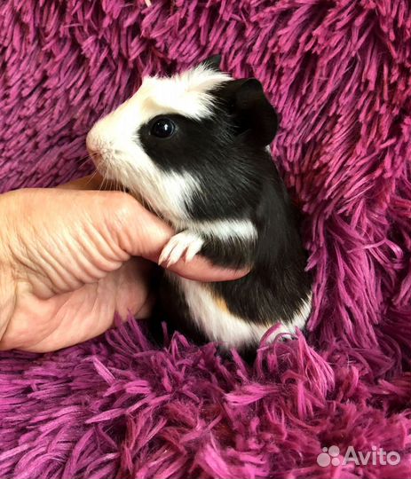 Морские свинки. Мальчики. Малыши. 2 мес