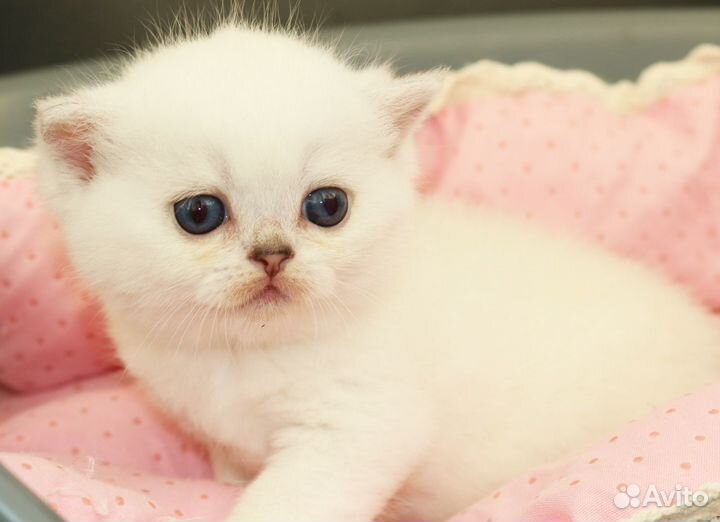 Британские шиншиллы с сапфировыми глазками