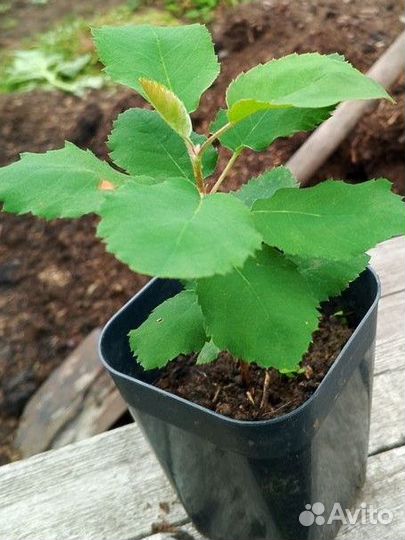 Ирга саженцы