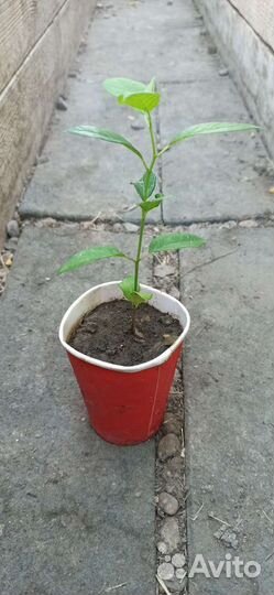 Маклюра саженец