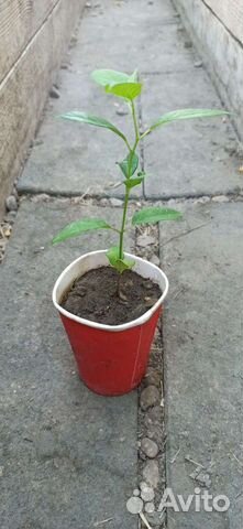 Маклюра саженец