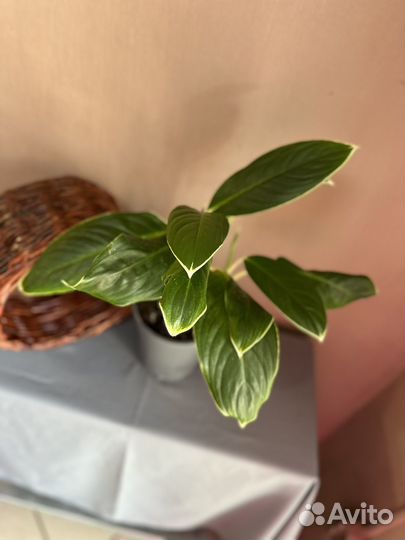 Аглаонема White Lime d17