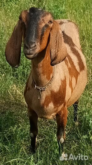 Англо нубийские козы и козлята