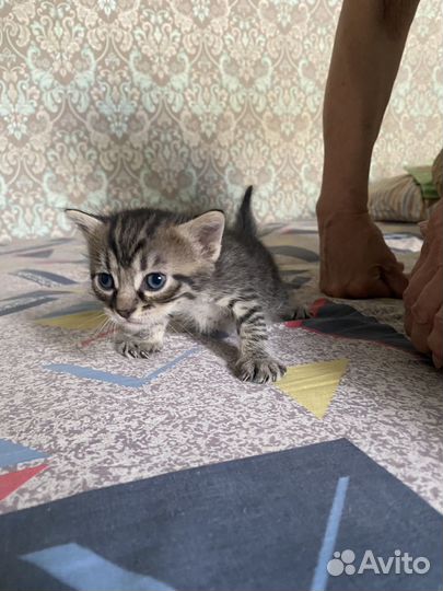 Отдам в добрые руки