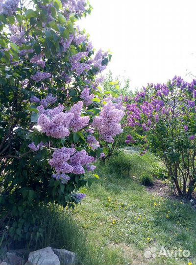 Сирень (Syringa) Китайская