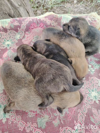 Отдают щенков