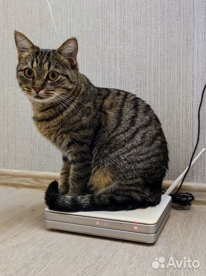 WiFi роутер Asus WL-500G Premium v2