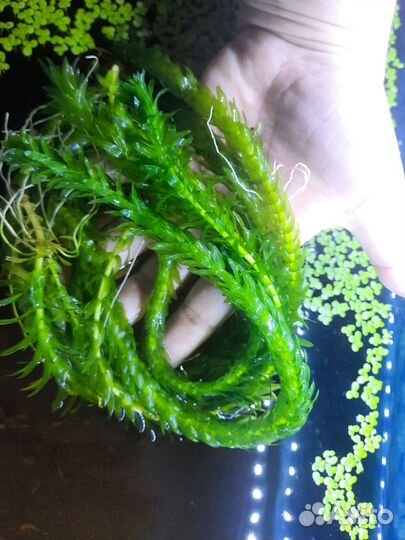 Аквариумное растение