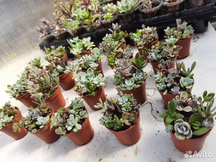 Наборы разноцветных суккулентов