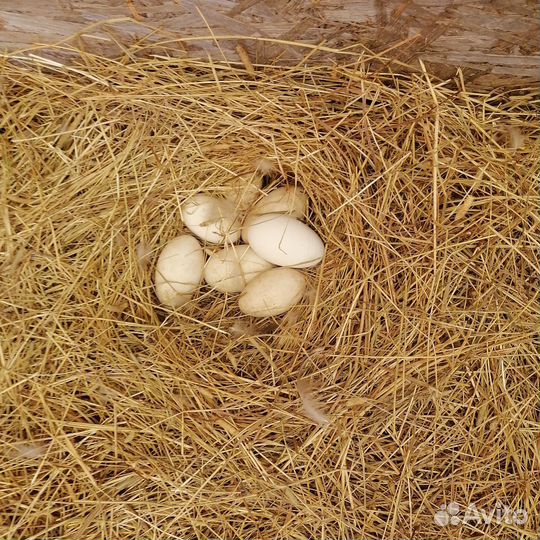 Яйца домашнии кур, цесарок, индюшек, гусей, уток