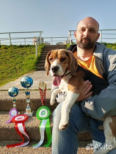 Вязка кобель бигль