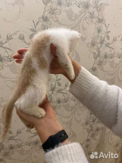 Котик в дар