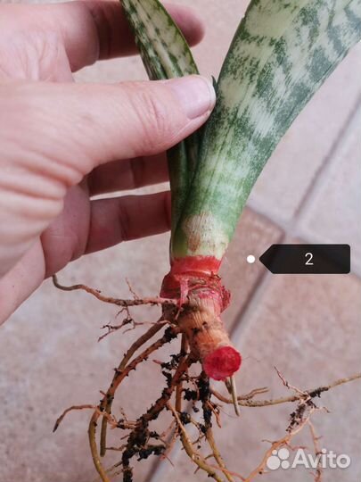 Сансевиерия Каспер, Ева, Муншайн