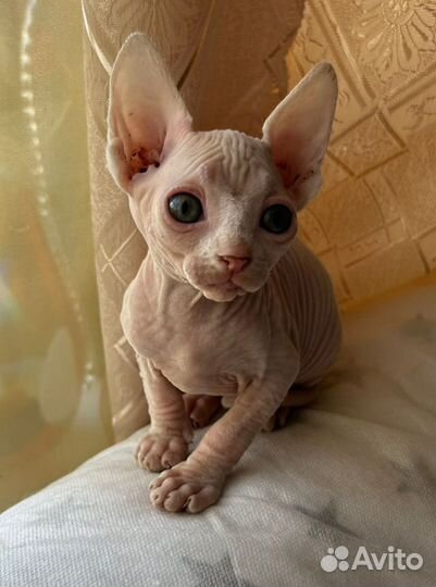 Канадский сфинкс