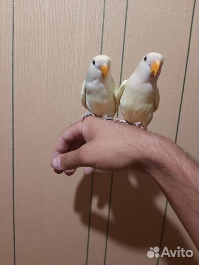 Попугай неразлучники