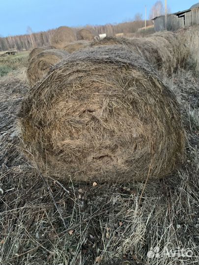 Сено 250-300кг